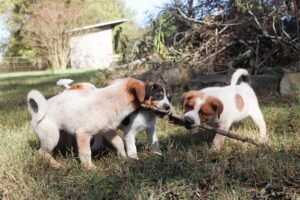Dogtoberfest Returns to Watson Lake Dogs outdoors