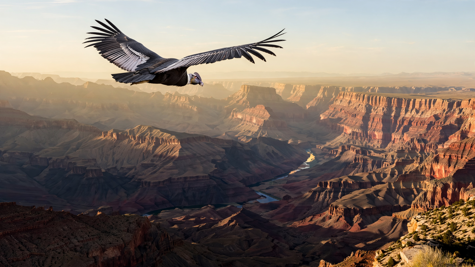 Arizona’s Condor Comeback: How the Grand Canyon Became a Second Chance for North America’s Largest Flying Bird
