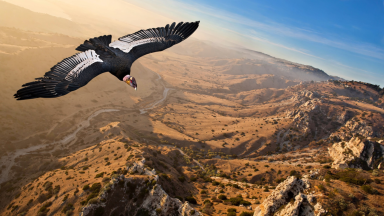California Condors Are Building a Future in the Wild Again