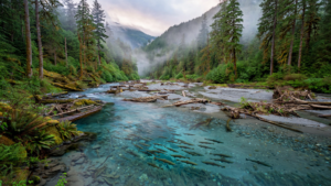 The Elwha River Is Running Free Again—and Life Is Returning With It