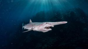 The Goblin Shark: The Deep-Sea Predator With a Jaw That Shoots Forward The Goblin Shark: The Deep-Sea Predator With a Jaw That Shoots Forward