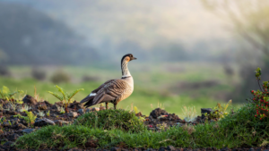 The Nēnē: How Hawaii’s Goose Came Back From the Brink The Nēnē: How Hawaii’s Goose Came Back From the Brink