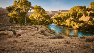 The Verde River Greenway: How a Cottonwood Corridor Keeps a Desert Town Connected to Water The Verde River Greenway: How a Cottonwood Corridor Keeps a Desert Town Connected to Water