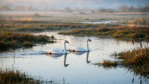 Trumpeter Swans Are Filling American Wetlands With a Sound Once Nearly Lost Trumpeter Swans Are Filling American Wetlands With a Sound Once Nearly Lost